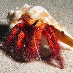 Dardanus Megisto (Ong. 7-8 cm), Animaux & Accessoires, Animaux Autre