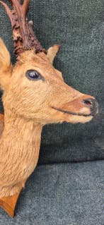 Reebok Taxidermie wandmontage - Capreolus capreolus - très