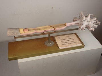 Anatomisch model - Plastic - 1970-1980 - Model van een