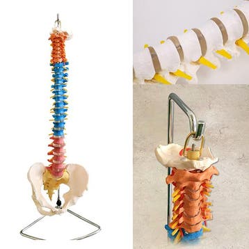 Anatomisch model wervelkolom met bekken ST-ATM 42, Verzenden