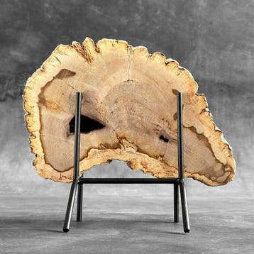 Prachtige plak versteend hout op een maatwerk standaard. -