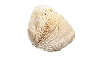Paddenstoelkoraal op plexiglazen sokkel Taxidermie, Nieuw