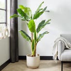Lifa Living kunst-bananenplant - 180 x 100 cm, Huis en Inrichting, Kamerplanten, Verzenden