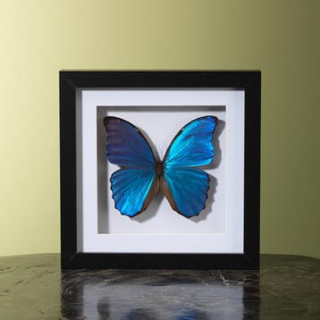 Morpho in Lijst Taxidermie Opgezette Dieren By Max, Ophalen of Verzenden, Opgezet dier