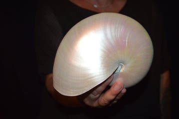 Nautiloidea Zeeschelp - S-388 NAUTILUS POMPILIUS (Zonder, Nieuw