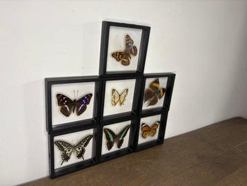 Papillon Support de corps entier pour taxidermie -