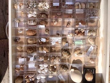 Unique Cypraea Collection Zeeschelp - Cypraea