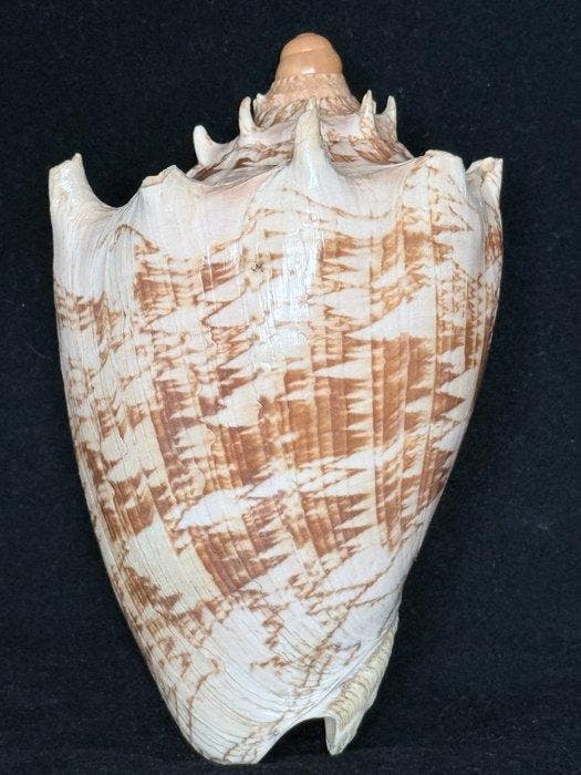 Zeeslak Zeeschelp - S-313 CYMBIOLA IMPERIALIS (Zonder, Collections, Collections Animaux