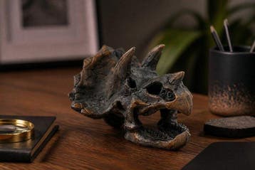 Decoratief ornament - Triceratops-schedel