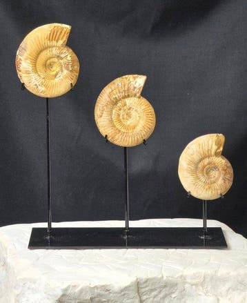 Ammoniet - Gefossiliseerd dier - 3 Ammonite Fossils on, Collections, Minéraux & Fossiles