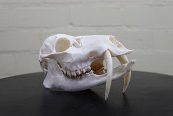 Chinese waterree Schedel - Hydropotes inermis - 7,5 cm - 7,5, Verzamelen, Dierenverzamelingen, Nieuw