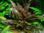 Cryptocoryne walkeri lutea - In Vitro, Dieren en Toebehoren, Verzenden, Nieuw