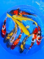 Hirasawa Marusei  32-40 cm (Japanse Koi), Ophalen of Verzenden