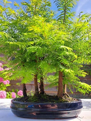 Metasequoia bonsai dans un bol à bonsaï - Hauteur (arbre) :