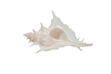 Siratus alabaster (Murex alabaster) – 80 mm – GEM-kwaliteit, Collections