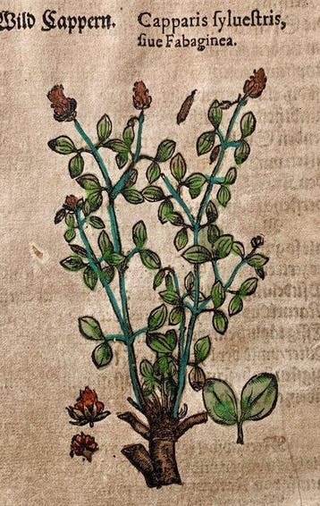 Pietro Andrea Mattioli - Contemporary hand-coloured leaf