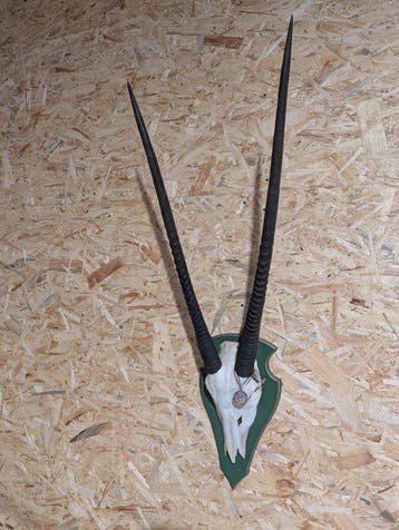 Gemsboktrofee op Schild Taxidermie wandmontage - Oryx