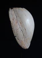 Géant, ancien bijou de poitrine Bailer - tribu Melpa dans