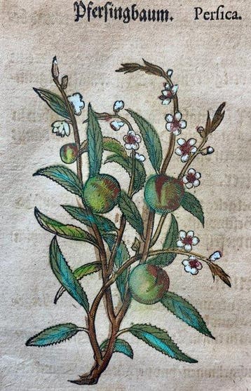 Pietro Andrea Mattioli - Kreutterbuch - 1611