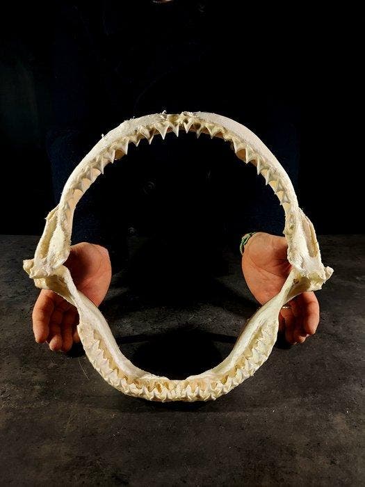 grote kaak van een bruine haai Taxidermie volledige montage, Collections, Collections Animaux