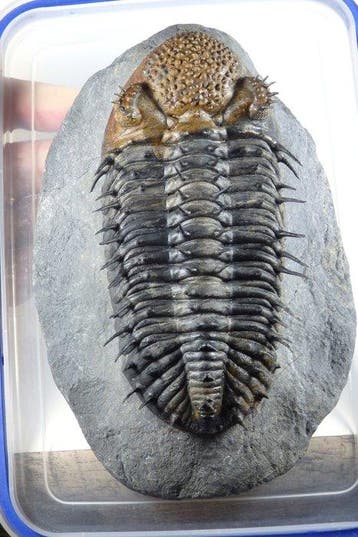 Trilobite épineux - Carapace fossilisée - Drotops armatus -