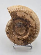 Ammoniet - Gefossiliseerd dier - Ammonite Fossil –