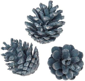Oostenrijker dennenappel Pinus Nigra BLUE WASH 6 stuks, Nieuw