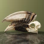 Witpootneushoornvogel M Schedel, Verzamelen, Ophalen of Verzenden, Nieuw, Vogel, Opgezet dier