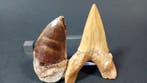 Requin et Mosasaurus - Dents fossiles - Otodus Obliquus y