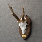 Reebok Gewei Taxidermie Opgezette Dieren By Max, Ophalen of Verzenden, Opgezet dier