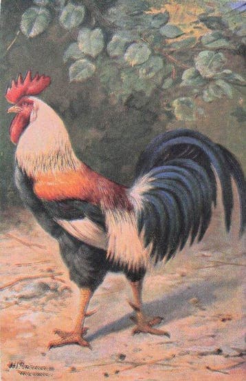 Volailles et gibier - Carte postale (50) - 1910-1950