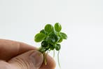 Tropica Anubias Mini Coin 1-2 Grow  - In Vitro, Dieren en Toebehoren, Vissen | Aquaria en Toebehoren, Verzenden, Nieuw