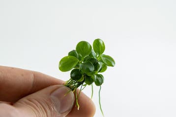 Tropica Anubias Mini Coin 1-2 Grow  - In Vitro, Verzenden