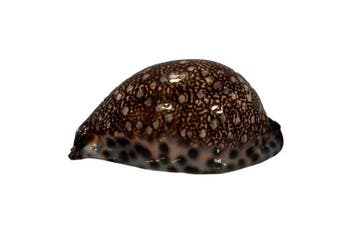 Grote Arabische Kauri: Cypraea arabica immanis (90 mm) –