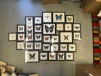 Grande collection de 22 papillons et insectes encadrés