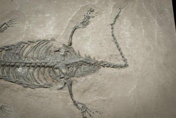 Fossiele plaatmatrix - Keichousaurus sp. (Pregnant) - 27 cm