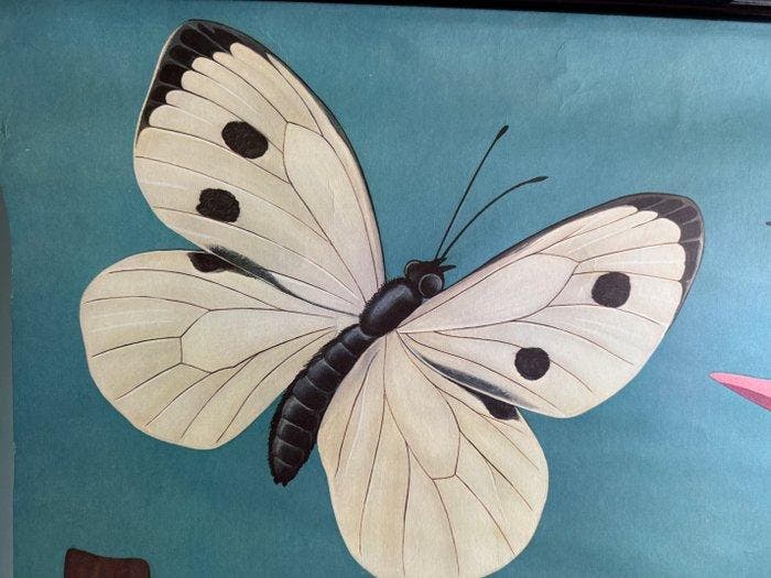 Kohlweissling - Jung Koch Quentell, vlinder, koolwitje 1971, Antiek en Kunst, Curiosa en Brocante