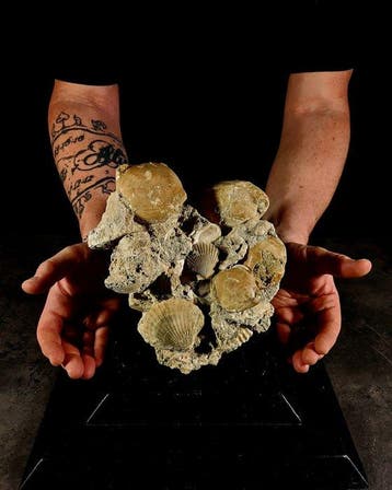 Plioceen kalksteenblok met fossiele schelpen -, Verzamelen, Nieuw