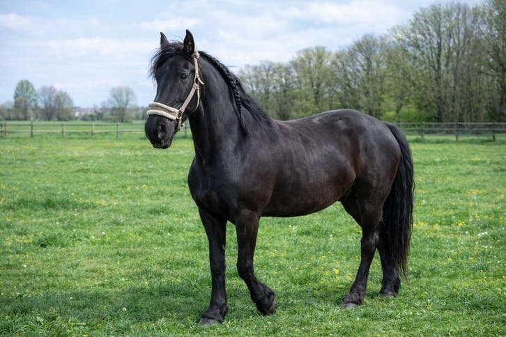 Arabo Friese merrie Liefke VHB, Dieren en Toebehoren, Paarden en Pony's | Overige Paardenspullen, Overige soorten, Nieuw, Ophalen