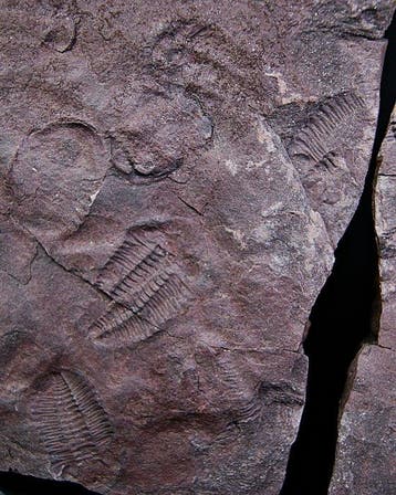 Trilobiet - Fossiele sterfteplaat - Placa Trilobite positivo