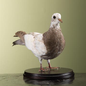 Duif Taxidermie Opgezette Dieren By Max, Ophalen of Verzenden, Nieuw, Vogel, Opgezet dier