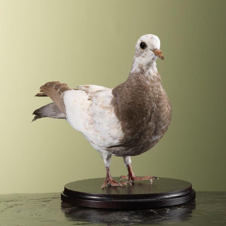 Duif Taxidermie Opgezette Dieren By Max, Collections, Collections Animaux, Enlèvement ou Envoi