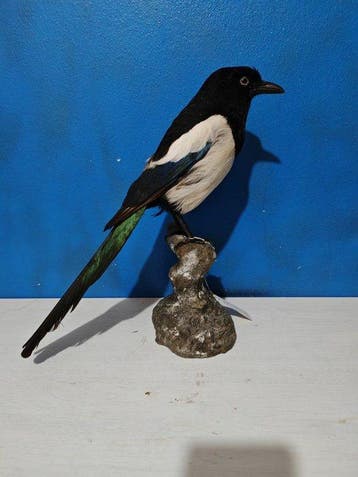 Ekster Taxidermie volledige montage - Pica pica - 40 cm - 22, Nieuw