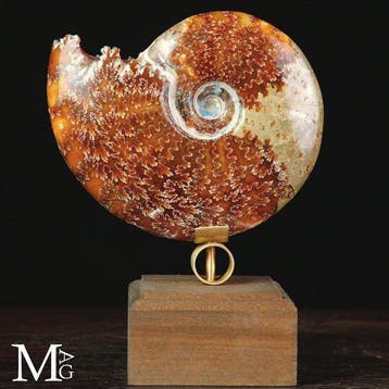 Ammonite fossile de première qualité Cleoniceras - ammonite, Collections, Minéraux & Fossiles