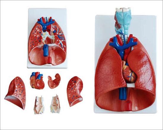 Anatomisch model strottenhoofd, hart en longen ST-ATM 79, Divers, Matériel Infirmier, Envoi