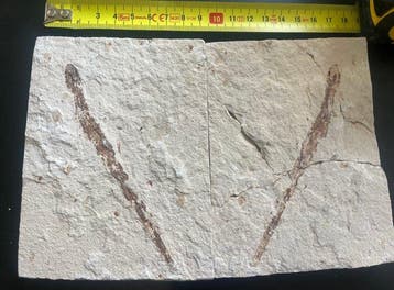Vis - Fossiele plaatmatrix - Shark - 13 cm - 9 cm (Zonder, Verzamelen