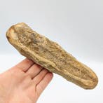 West-Aziatisch Zandsteen Visfossiel Kraalfragment Plaquette