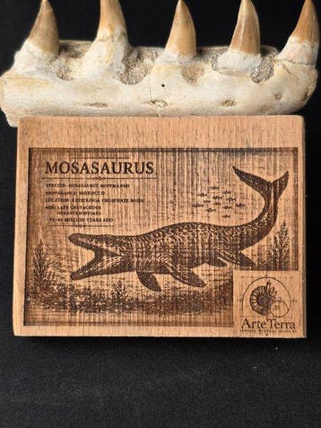 Mosasaurus - Fossiele tand - Mosasaur tooth on a custom base