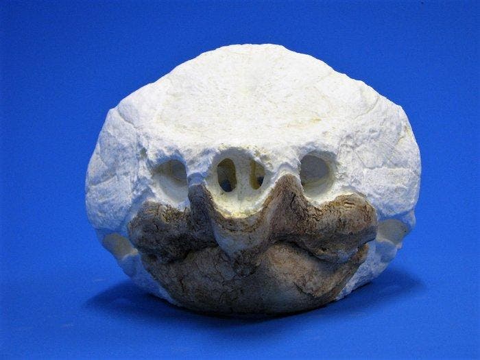 Replica alligator-snapping-schildpad Schedel - Macrochelys, Verzamelen, Dierenverzamelingen