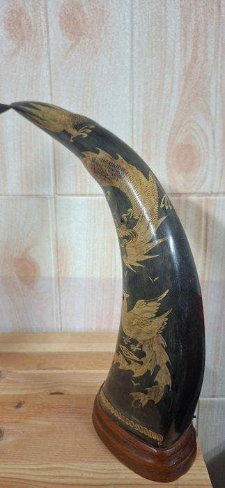 Waterbuffel Hoorns - Desconocido - 42 cm - 6 cm - 6 cm
